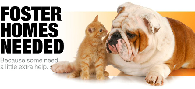 bnr-foster-homes-pets640X291 (1)