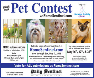 Pet Contest