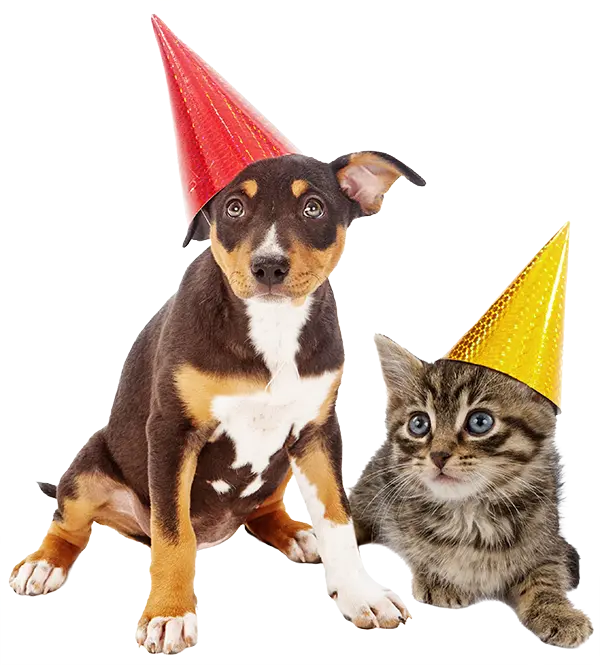 Dog & cat wearing party hats