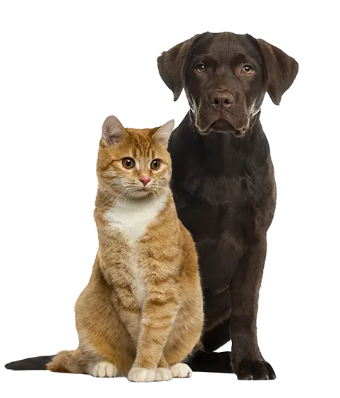 Cat and Dog sitting together