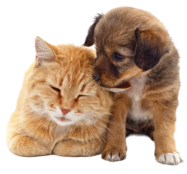 Kitten & Puppy