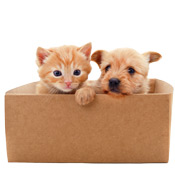 Foster Pets