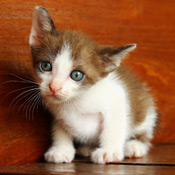 Kitten