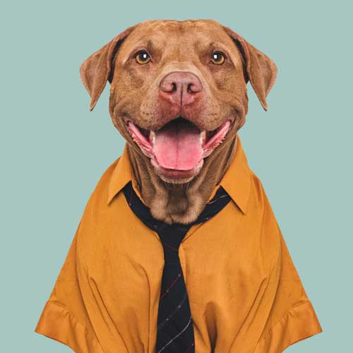 Corporate Dog