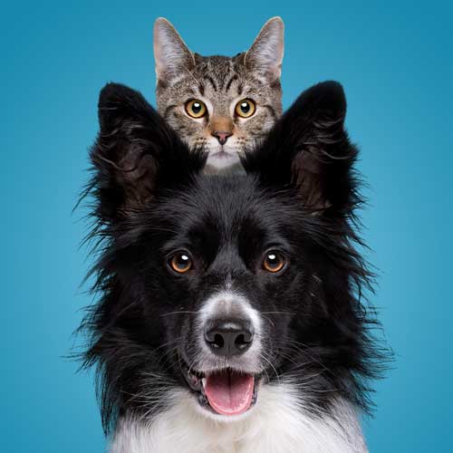 Cat piggyback on dog