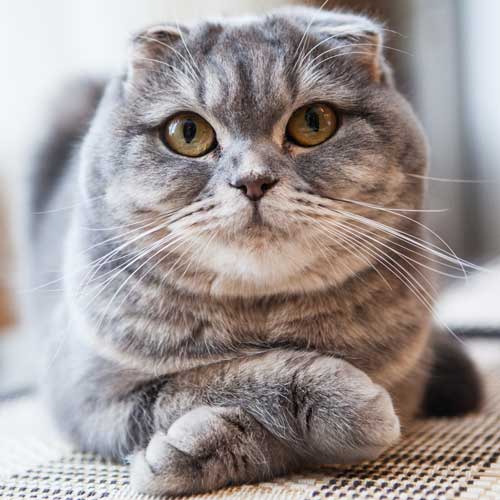 Cat looking expectorantly
