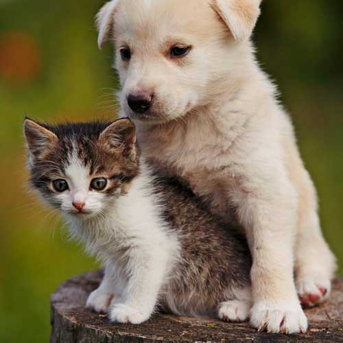 Kitten & puppy cuddles