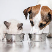 Cat and Dog eating